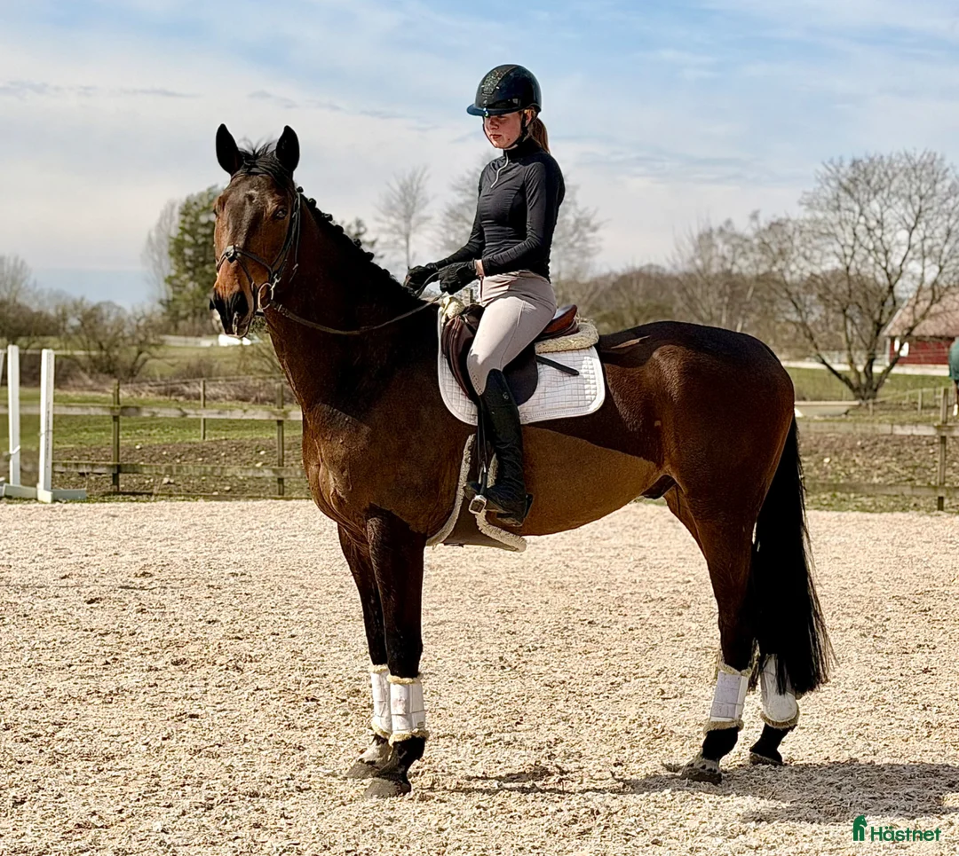 Allround hästar till salu: ⭐️EN TALANGFULL BÄSTA VÄN FÖR FRAMTIDEN⭐️ - Annons 1