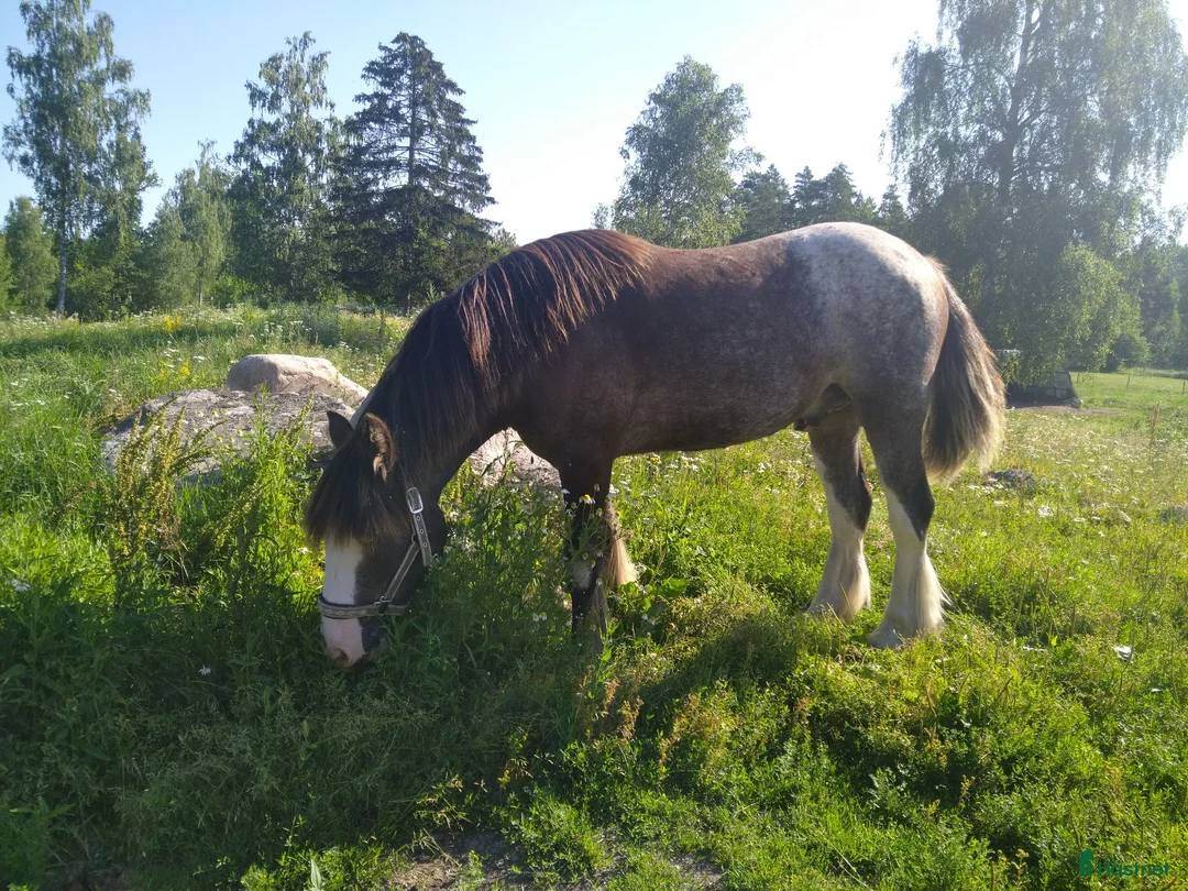 Allround hästar till salu: Irish Cob valack - Annons 3