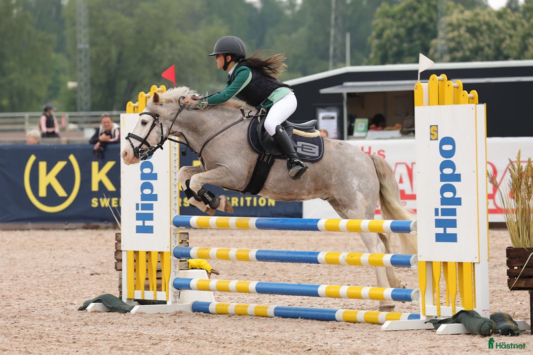 Allround hästar till salu: Snäll B-ponny i Kolmården - Annons 3