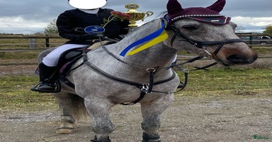  hästar i Uppsala - Annons 13