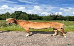 Sällskap hästar till salu: Russ till sällskap eller avel  i Oskarström - Bild 1