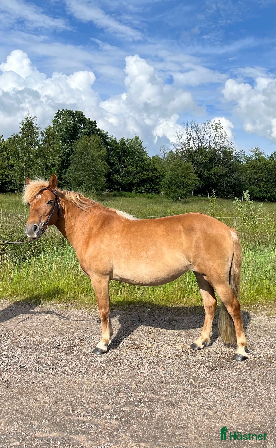 Sällskap hästar till salu: Russ till sällskap eller avel  i Oskarström - Bild 1