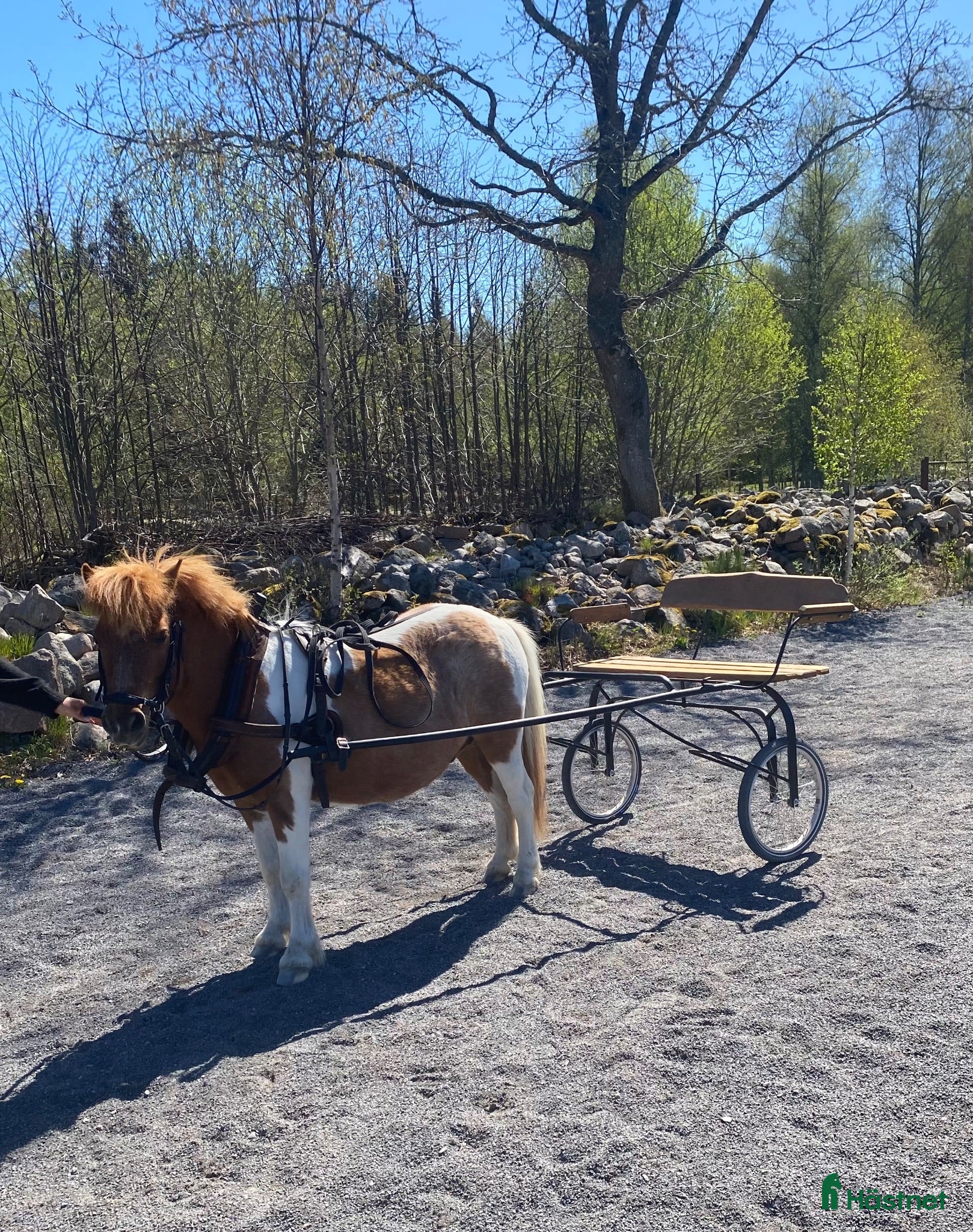  hästar Super Bosse är till salu  - Annons 2
