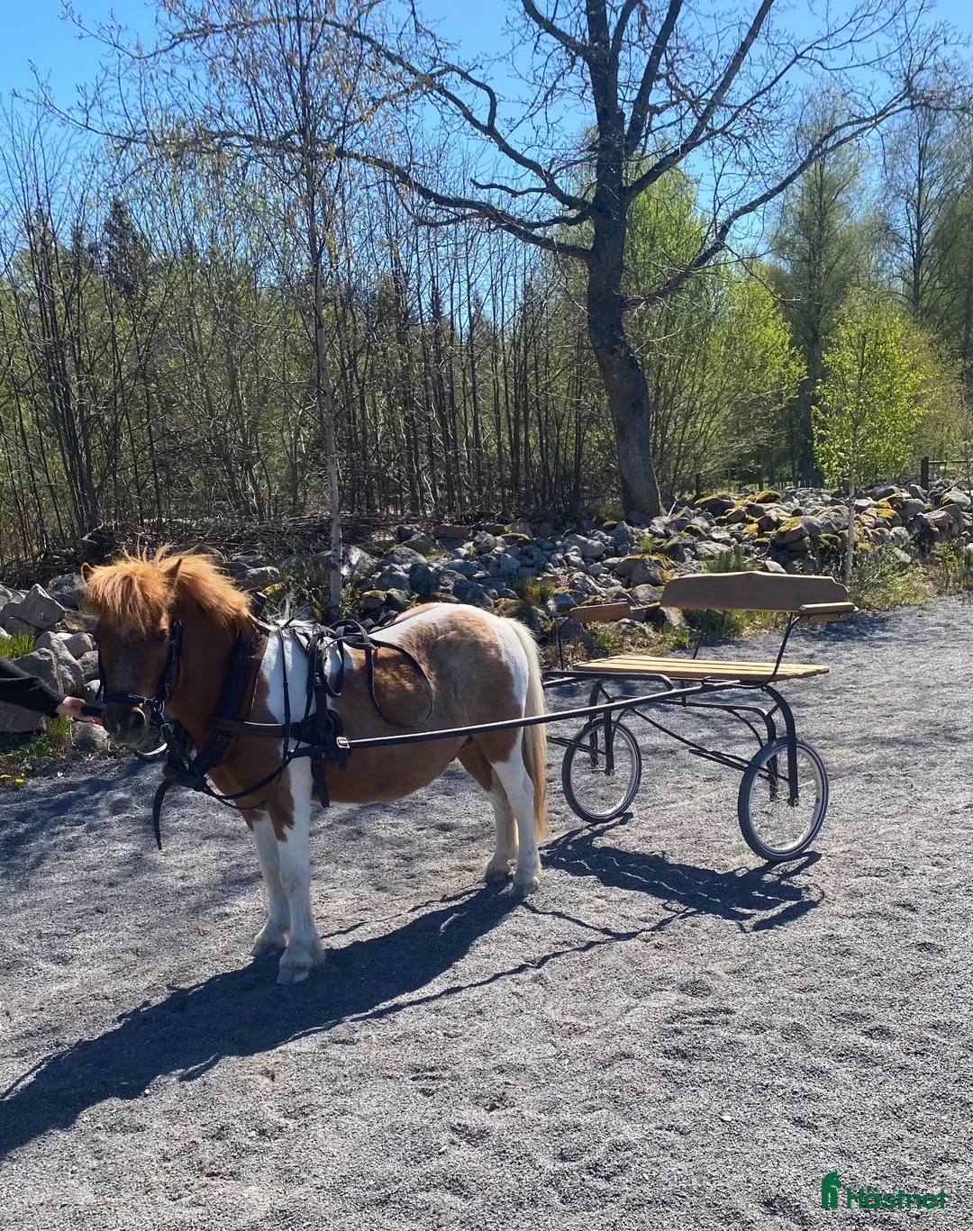 Allround hästar till salu: Super Bosse är till salu  - Annons 2