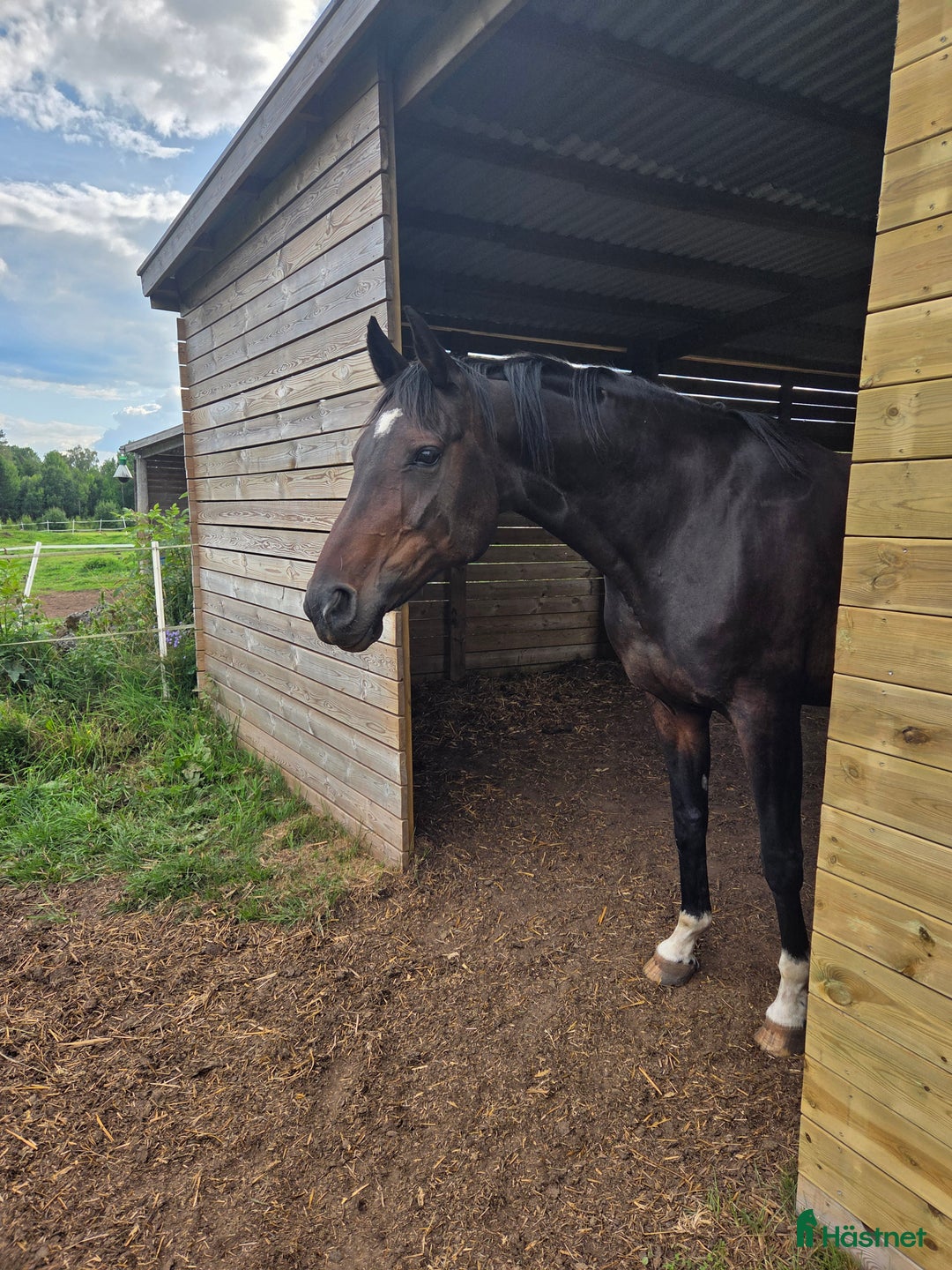 Avelshästar hästar till salu: Meriterat avelssto i Tidaholm - Annons 3