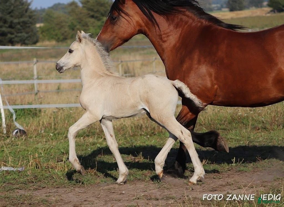 Allround hästar till salu: Buckskin Welsh Cob sec D - Annons 5