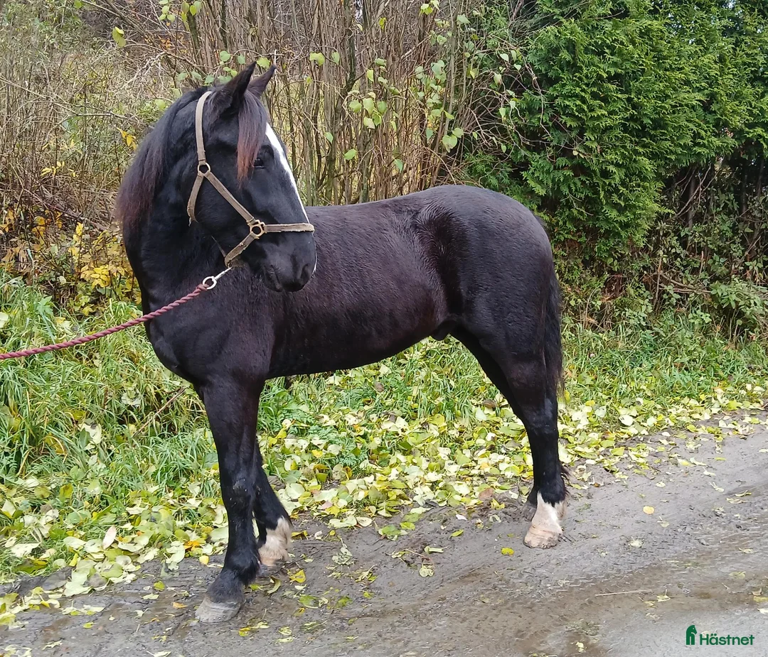 Trav hästar till salu: 3årig kallblodsvalack - Annons 2