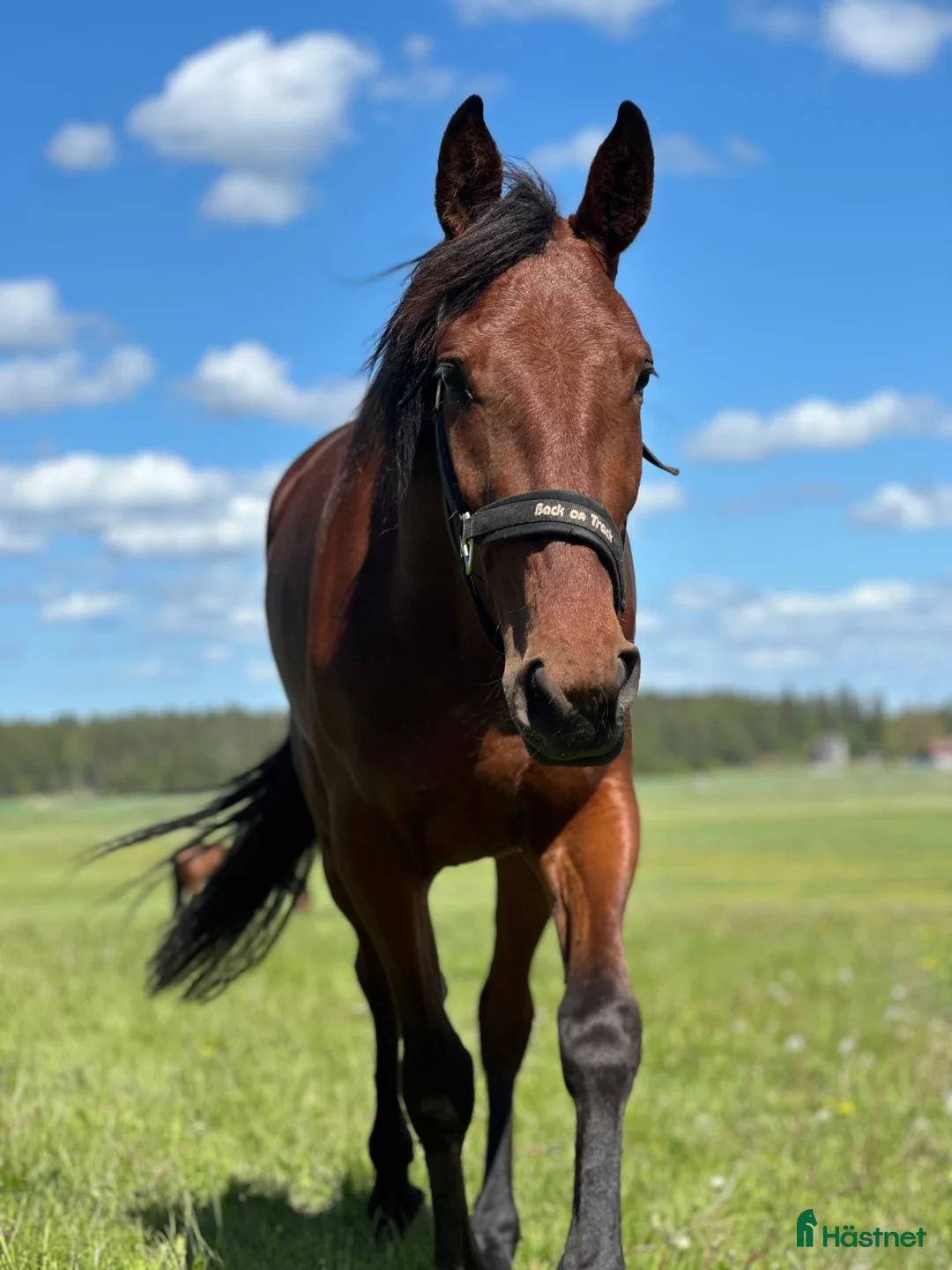 Allround hästar till salu: Snäll tjej till ridning - Annons 5