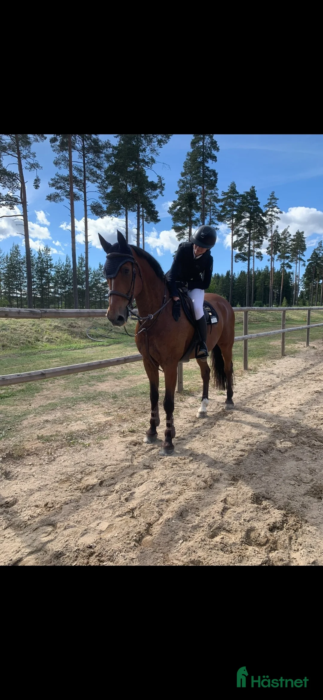Hoppning hästar sökes: Söker tävlingshäst⭐️ i Eskilstuna - Annons 2