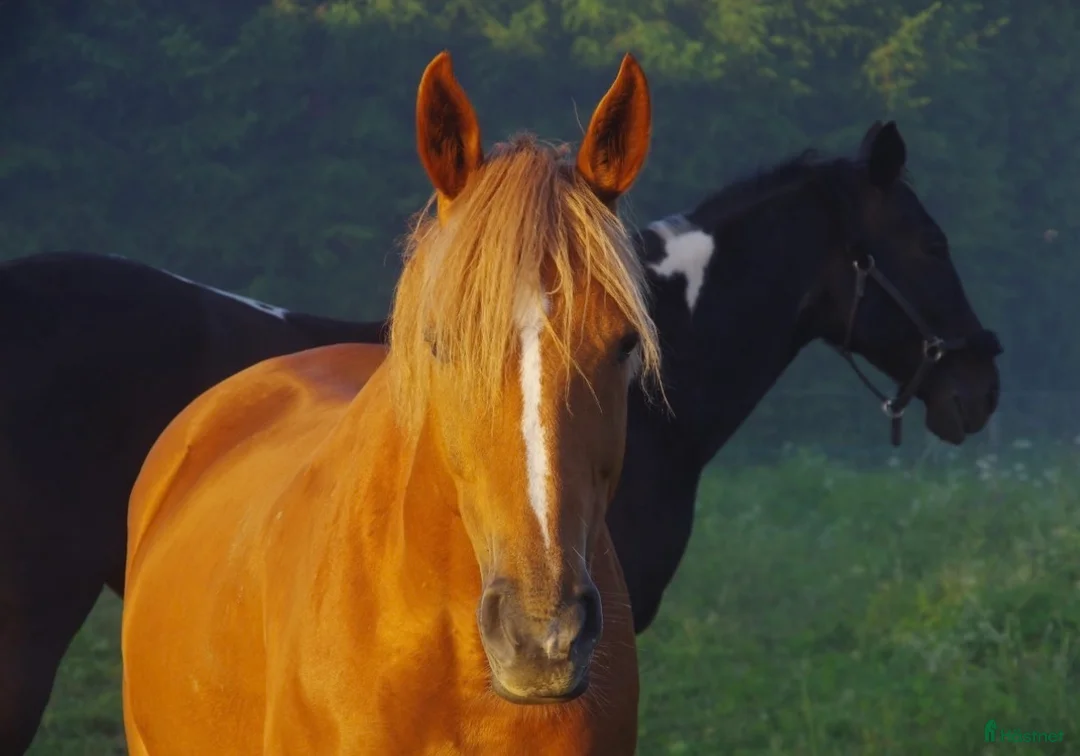 Hoppning hästar till salu: 🌟 Tävlingshäst med kapacitet – 11-årigt sto i Strömsholm - Annons 3
