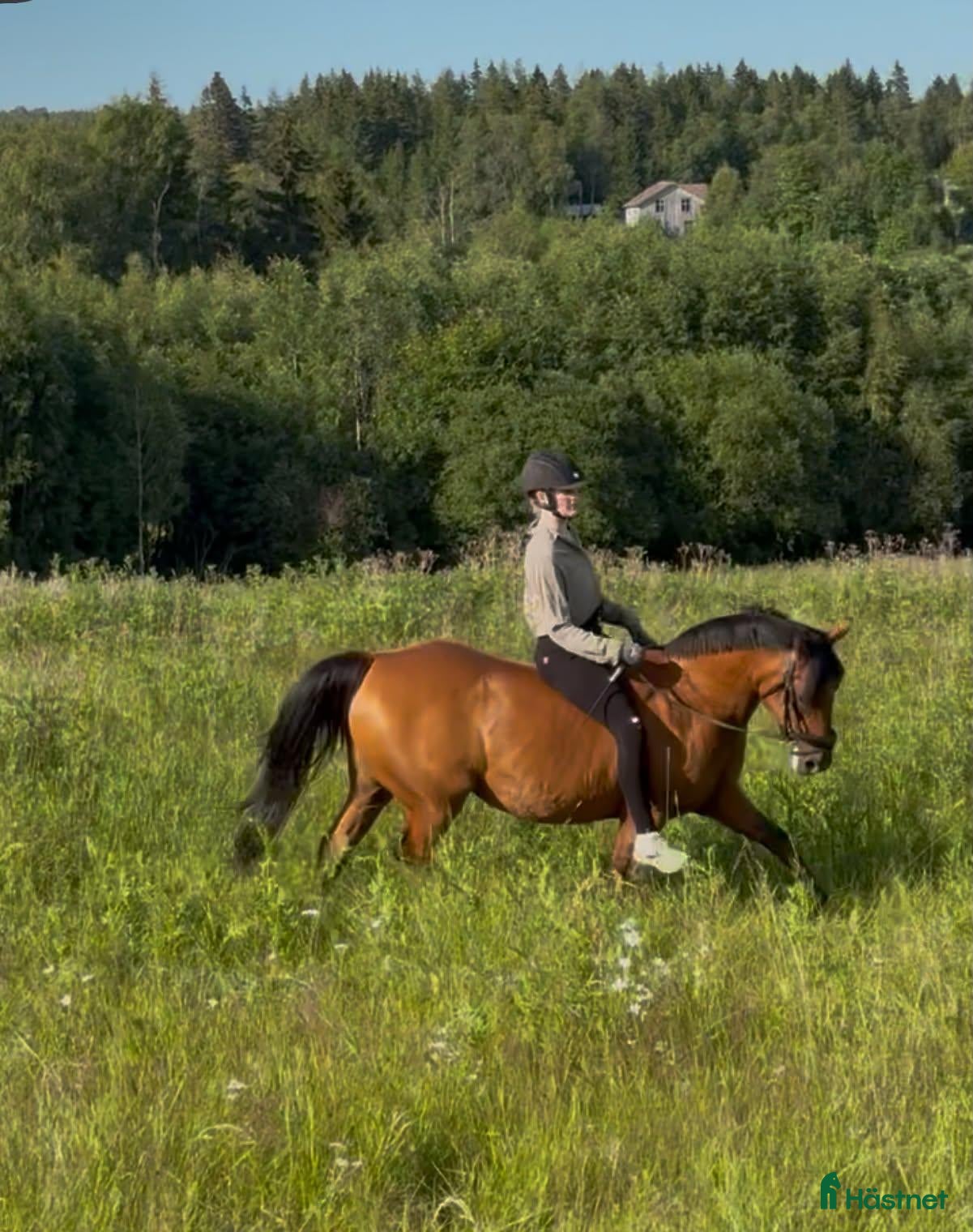  hästar till salu: Väluppfostrad D-ponny med stor potential! - Annons 3