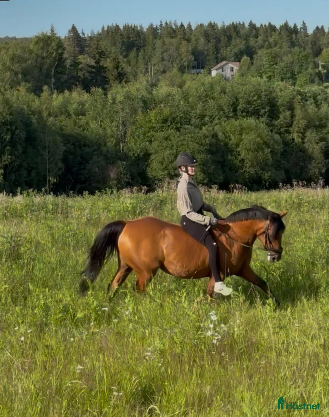 Dressyr hästar till salu: Väluppfostrad D-ponny med stor potential! - Annons 1
