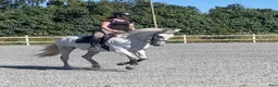 Working Equitation hästar till salu: Utvecklingsbar PRE - Annons 1