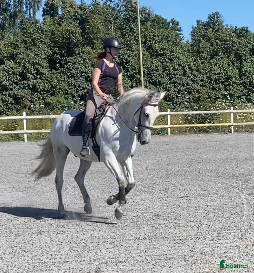 Working Equitation hästar till salu: Utvecklingsbar PRE - Annons 1