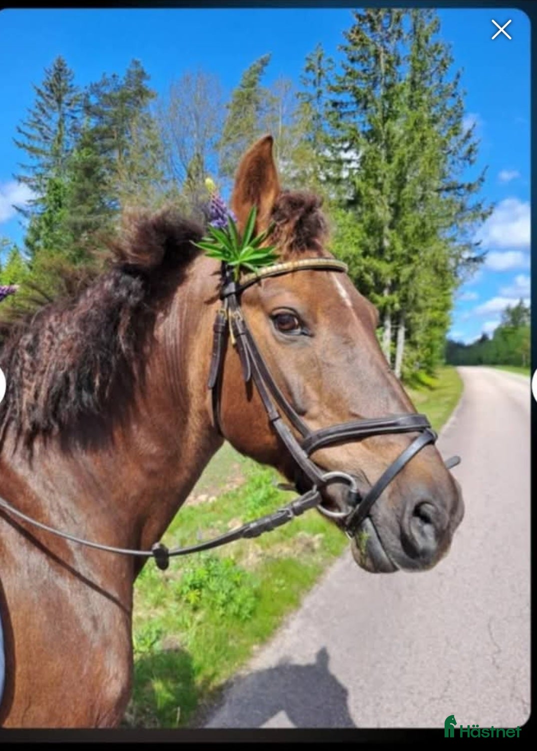  hästar Svensk ridponny - Annons 15