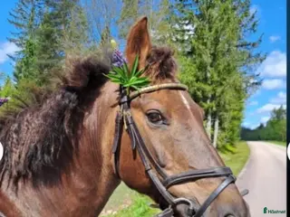 hästar Svensk ridponny - Annons 15