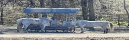  stallplats finnes: Stallet i Öjersjö får lediga platser from 15 aug. - Annons 11