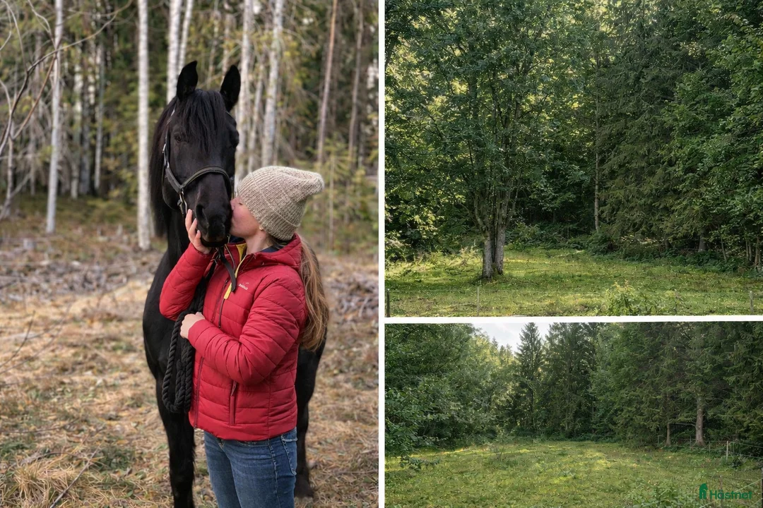 Övrigt hästar sökes: 🐎 Vi söker vår nästa familjemedlem 🐎 - Annons 1