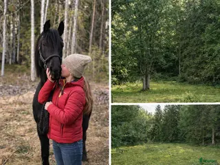 hästar 🐎 Vi söker vår nästa familjemedlem 🐎 - Annons 10