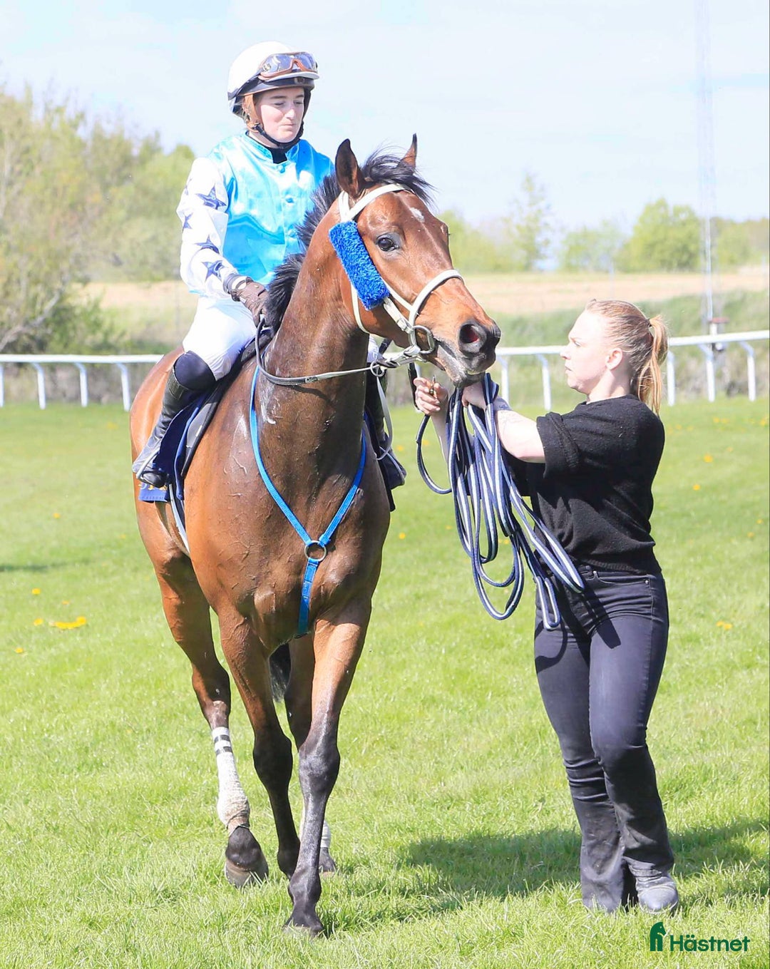 Övrigt hästar till salu: Till Dig med kunskap och tid! i Bälinge - Annons 6