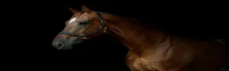 Allround hästar till salu: Amateur rider safe mare - Annons 2