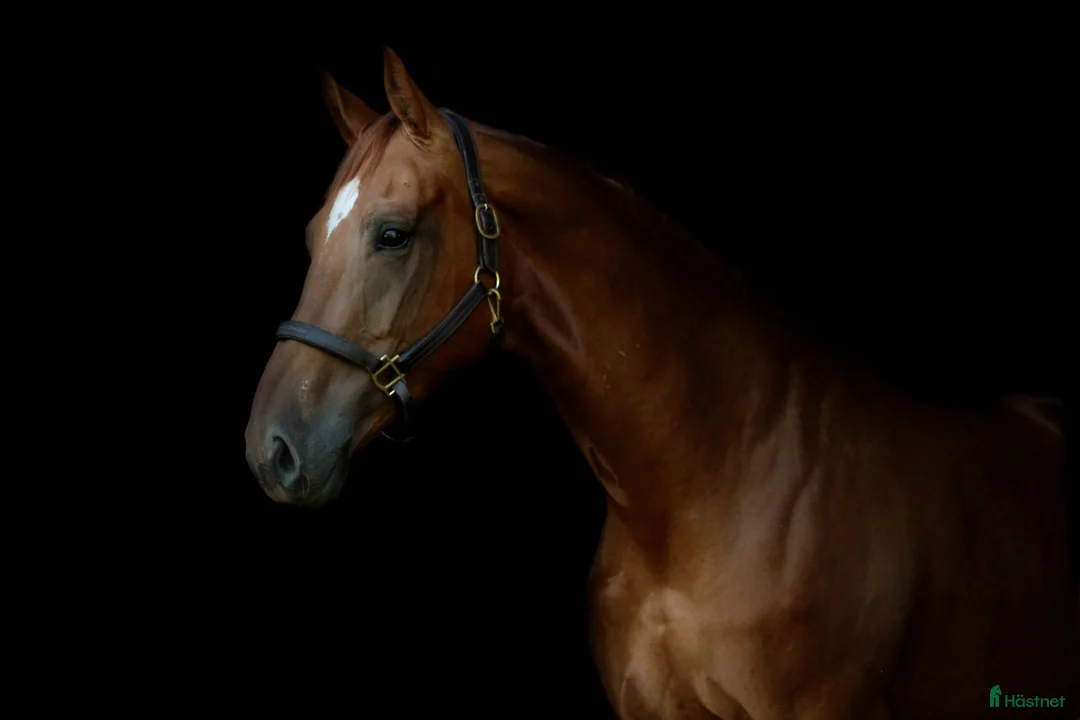 Allround hästar till salu: Amateur rider safe mare - Annons 2