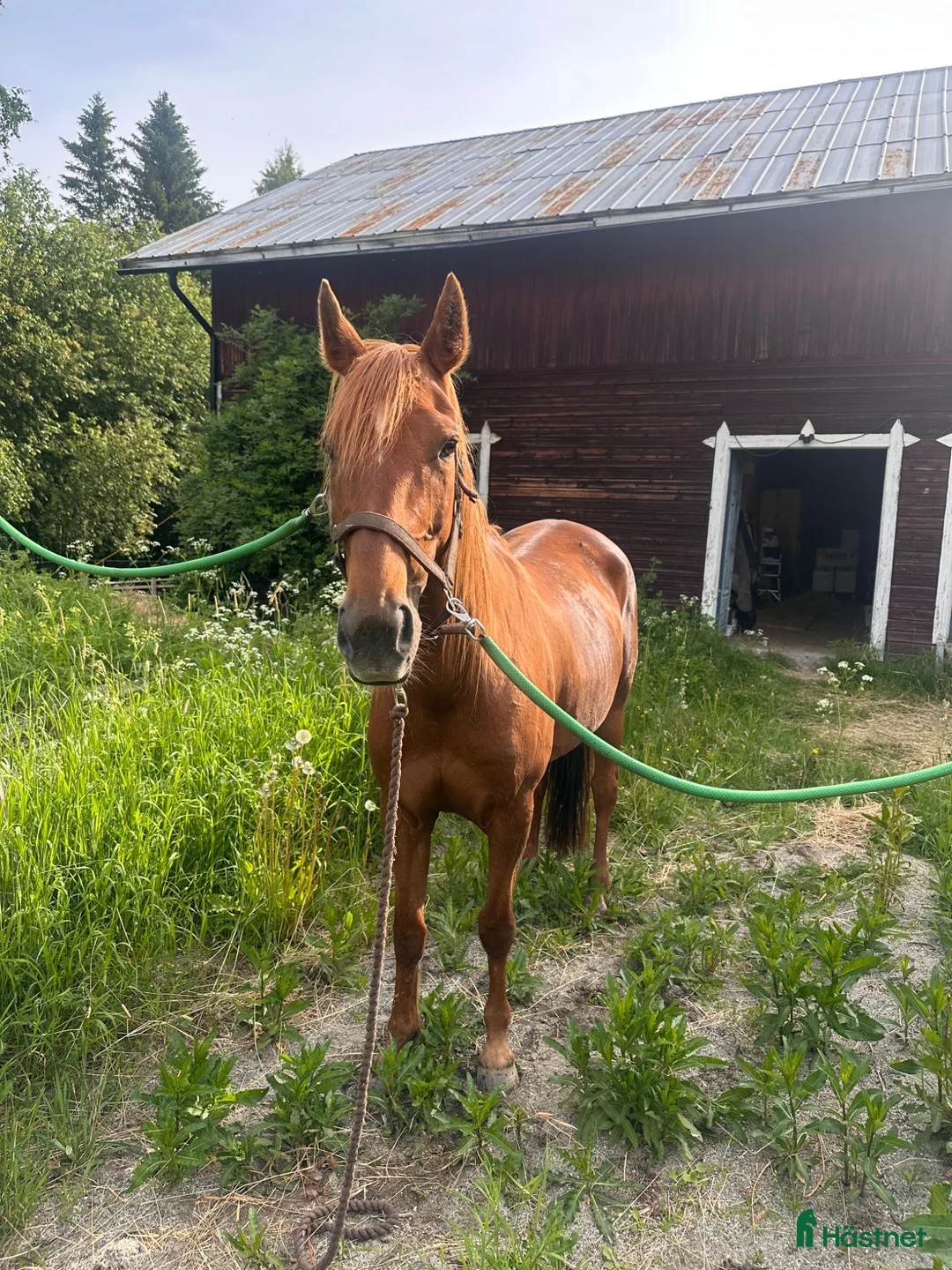 Allround hästar till salu: Trevligt Varmblodsto - Annons 2
