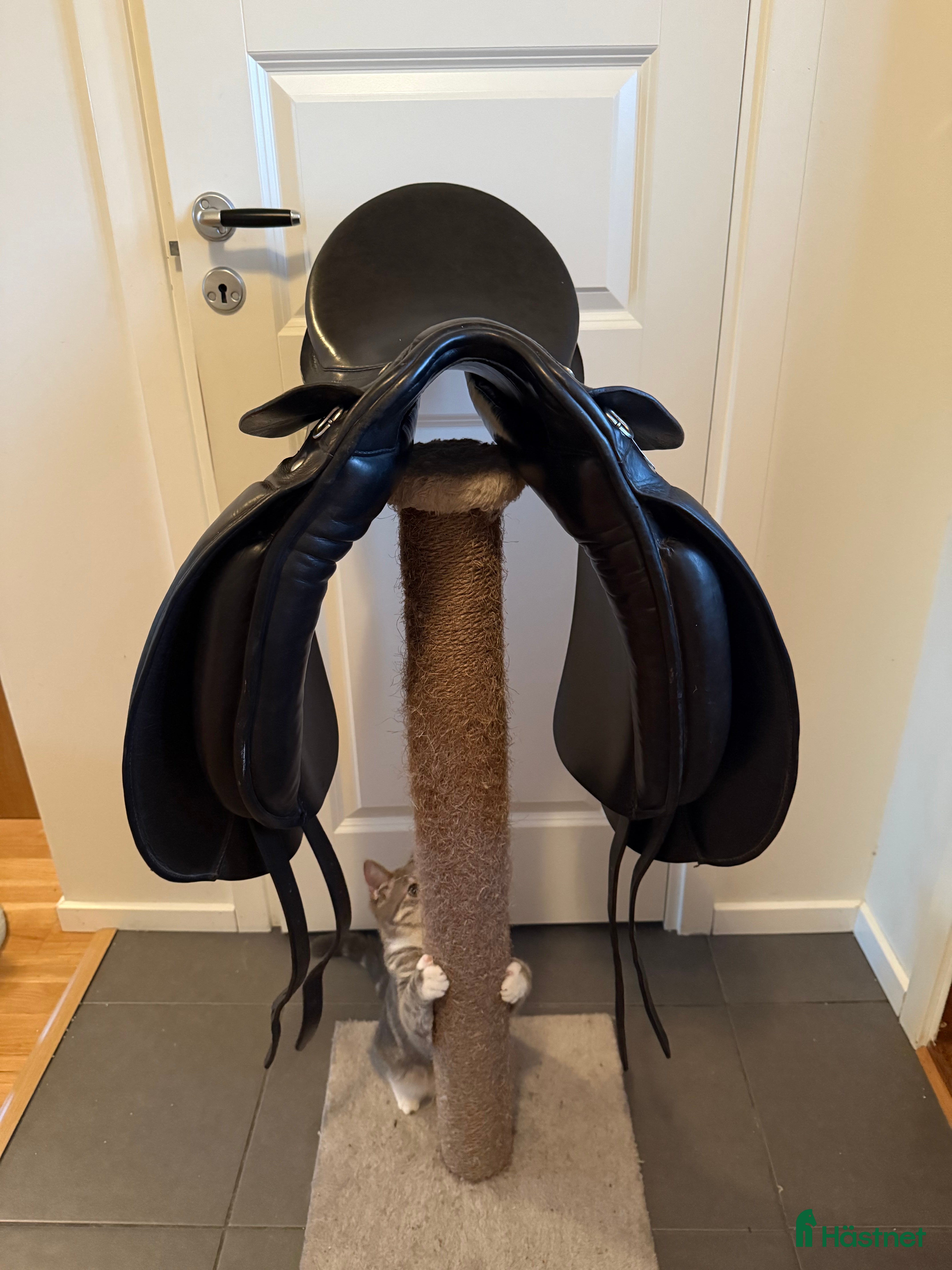 Sadlar hästutrustning till salu: Dressyrsadel  i Reftele - Annons 16