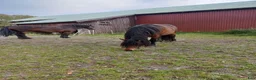 Övrigt hästar till salu: En två eller alla tre  - Annons 4