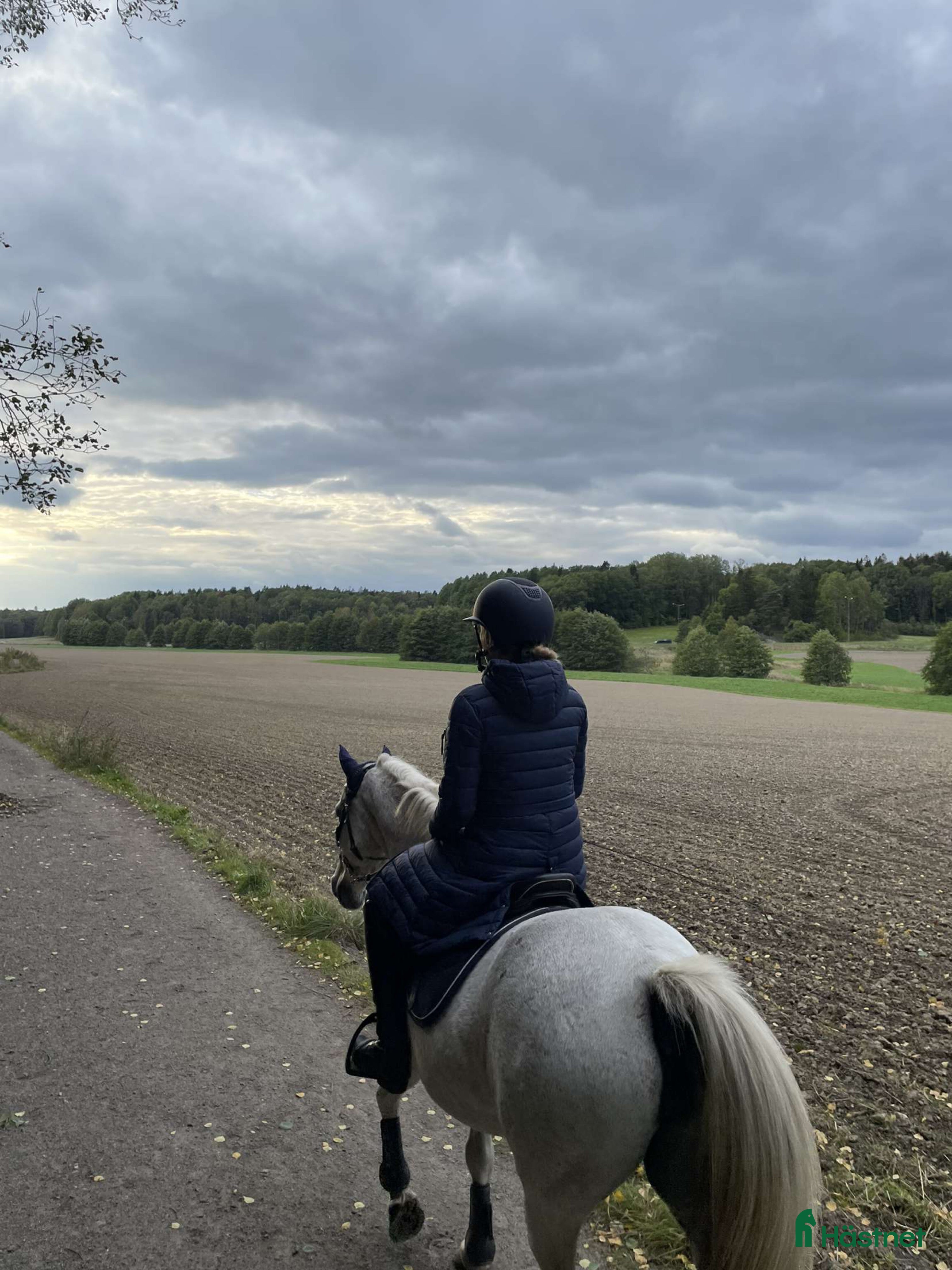  hästar Trevlig c - d ponny sökes  - Annons 10