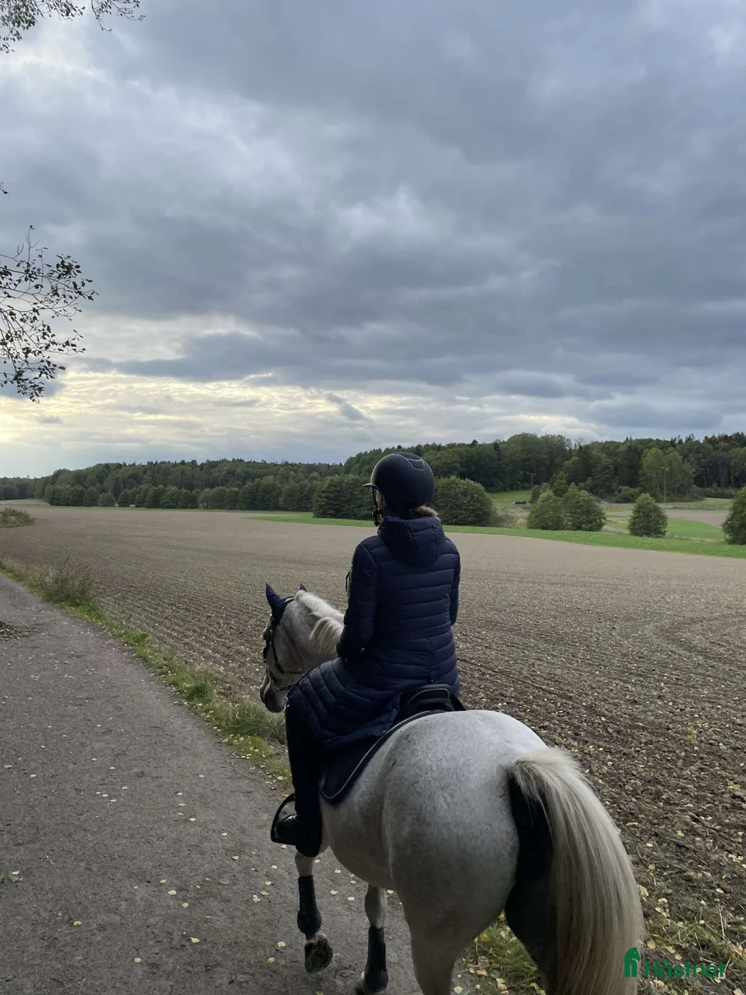 Övrigt hästar sökes: Trevlig c - d ponny sökes  i Årsta - Annons 1