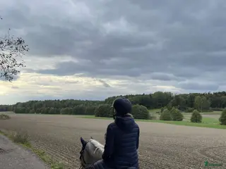 hästar Trevlig c - d ponny sökes - Annons 10