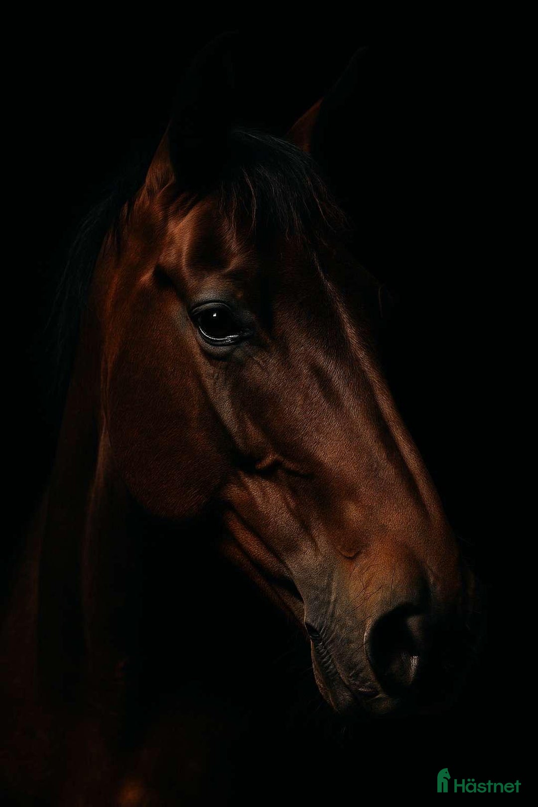 Allround hästar till salu: Världens snällaste kille  i Gränna - Annons 3