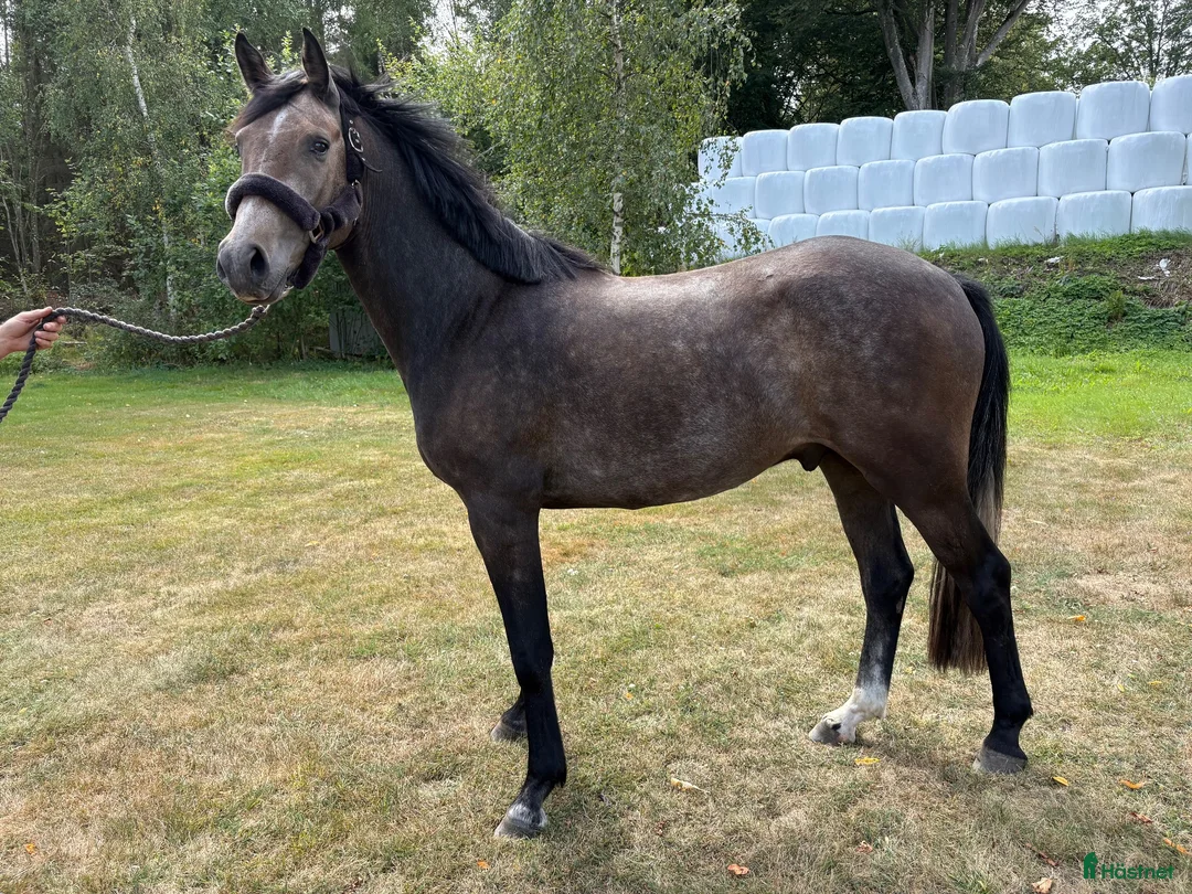 Allround hästar till salu: Otroligt trevlig 3åring valack!  - Annons 2