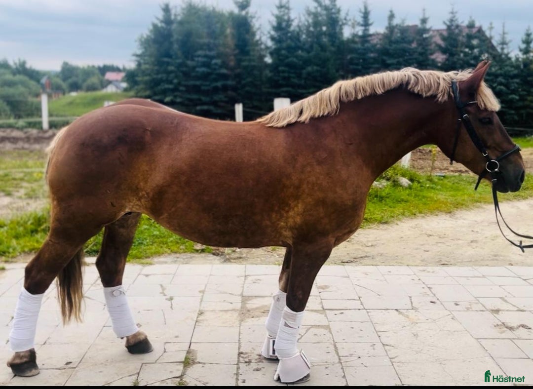 Allround hästar till salu: The best Mother & Daughter horse, dressage/jumping i Örsundsbro - Annons 14