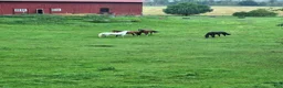  stallplats finnes: Ledig stallplats.  i Vingåker - Annons 3