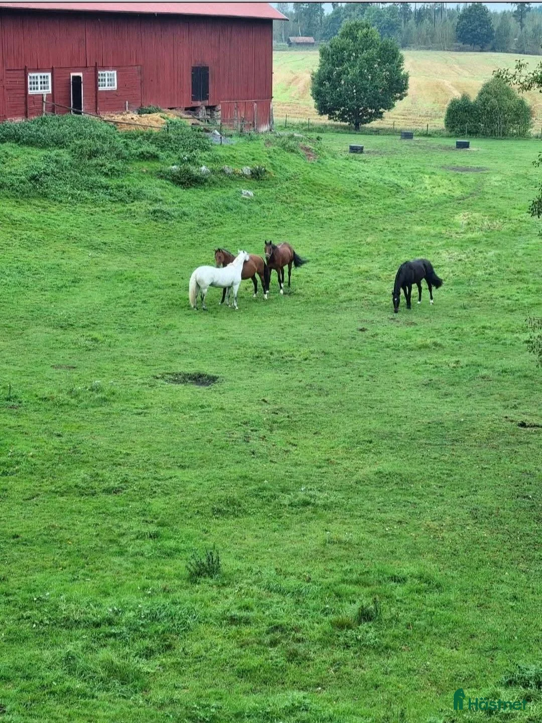  stallplats finnes: Ledig stallplats.  i Vingåker - Annons 3