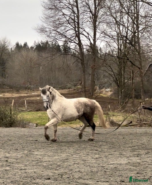 Allround hästar till salu: PRE / American curly i Fågelmara - Annons 1