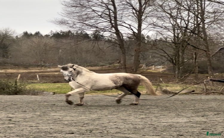  hästar i Fågelmara - Annons 8