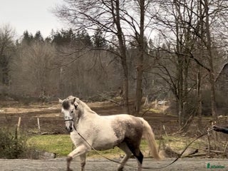 hästar PRE / American curly i Fågelmara - Annons 4