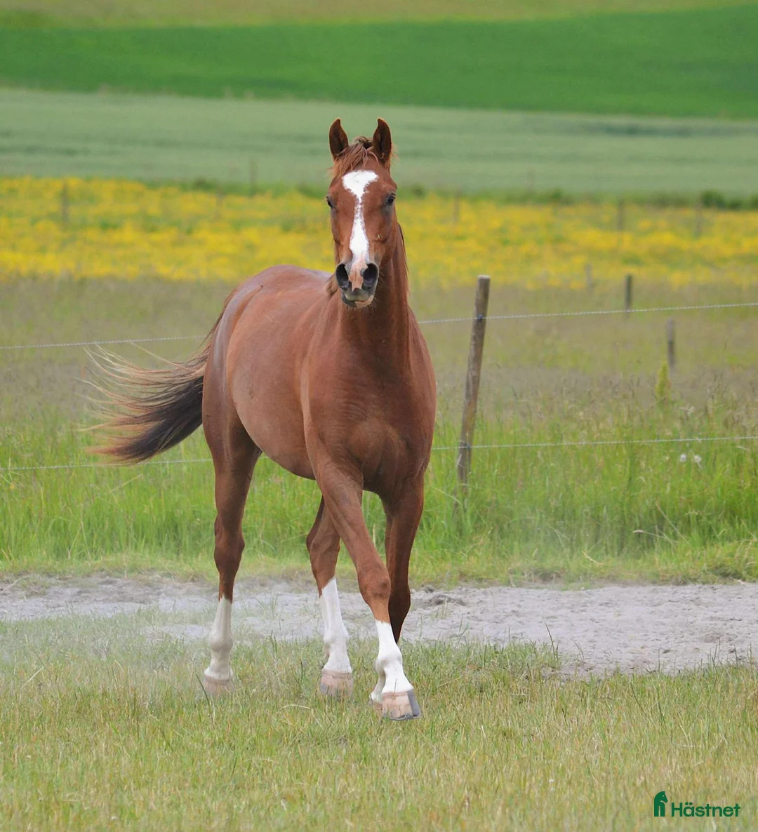 Allround hästar till salu: Coolaste killen  - Annons 8