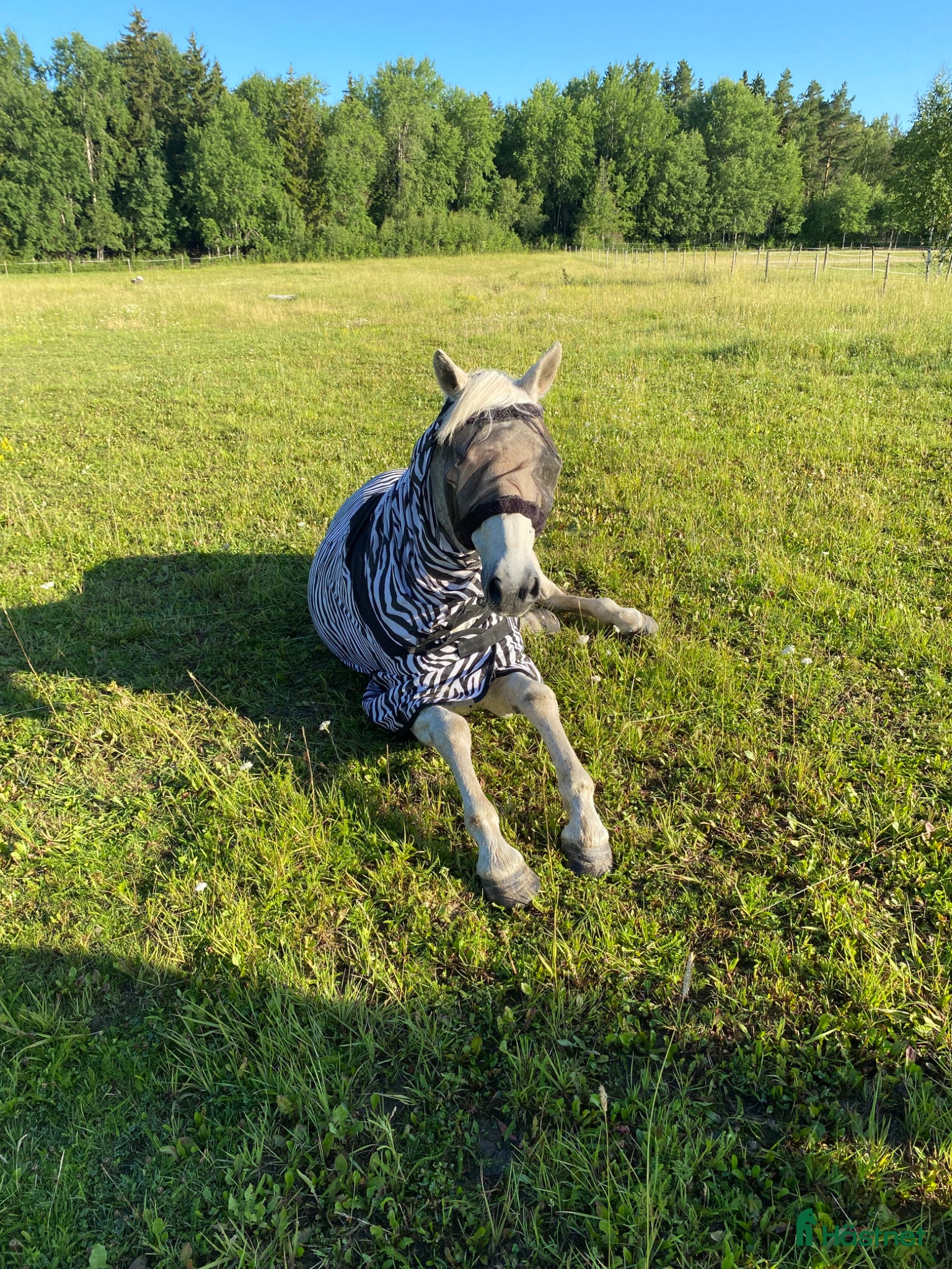  foderhäst SÖKES: ponny på foder  - Annons 1