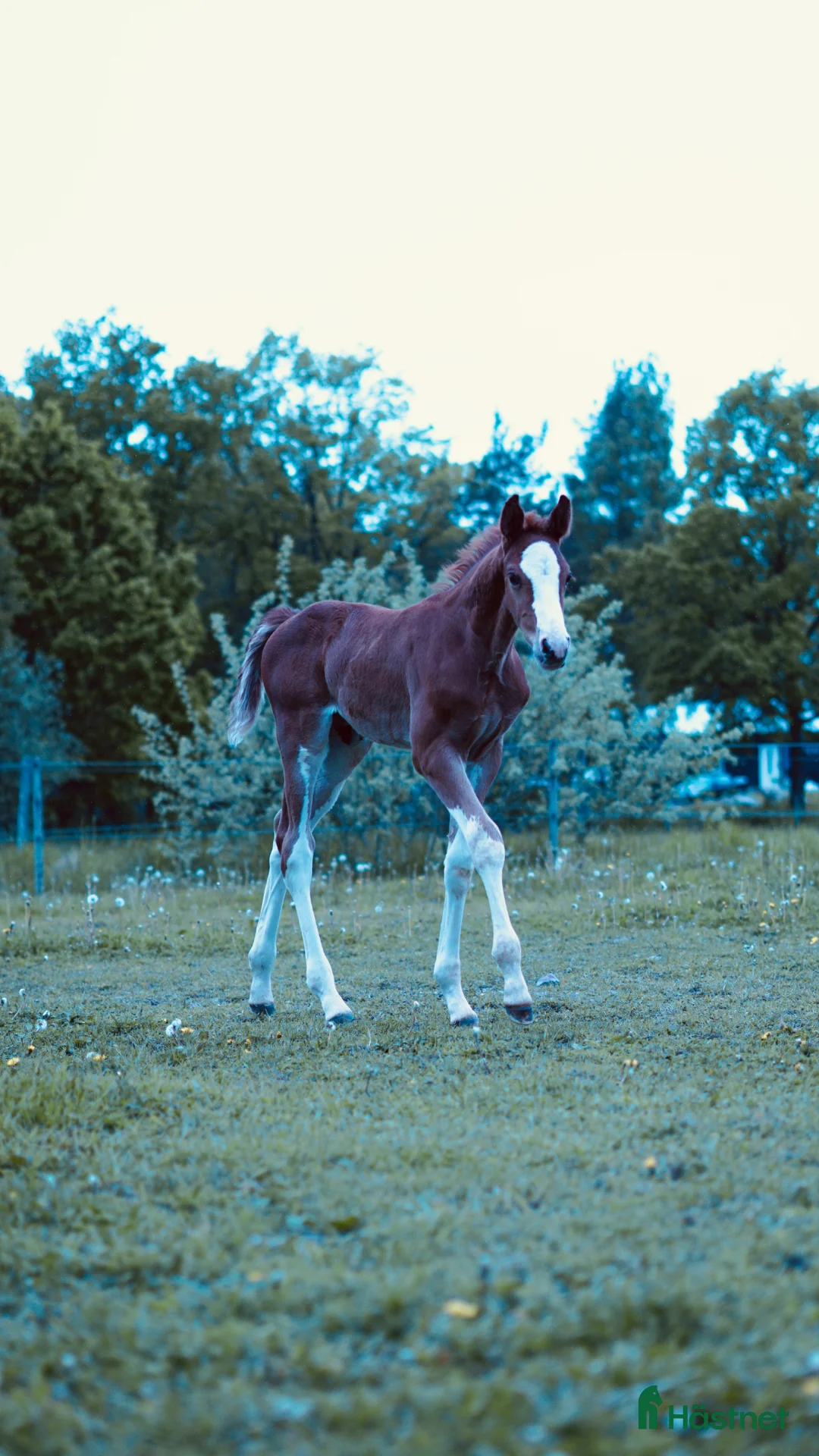 Hoppning hästar till salu: Spektakulär hingst för framtiden  - Annons 2