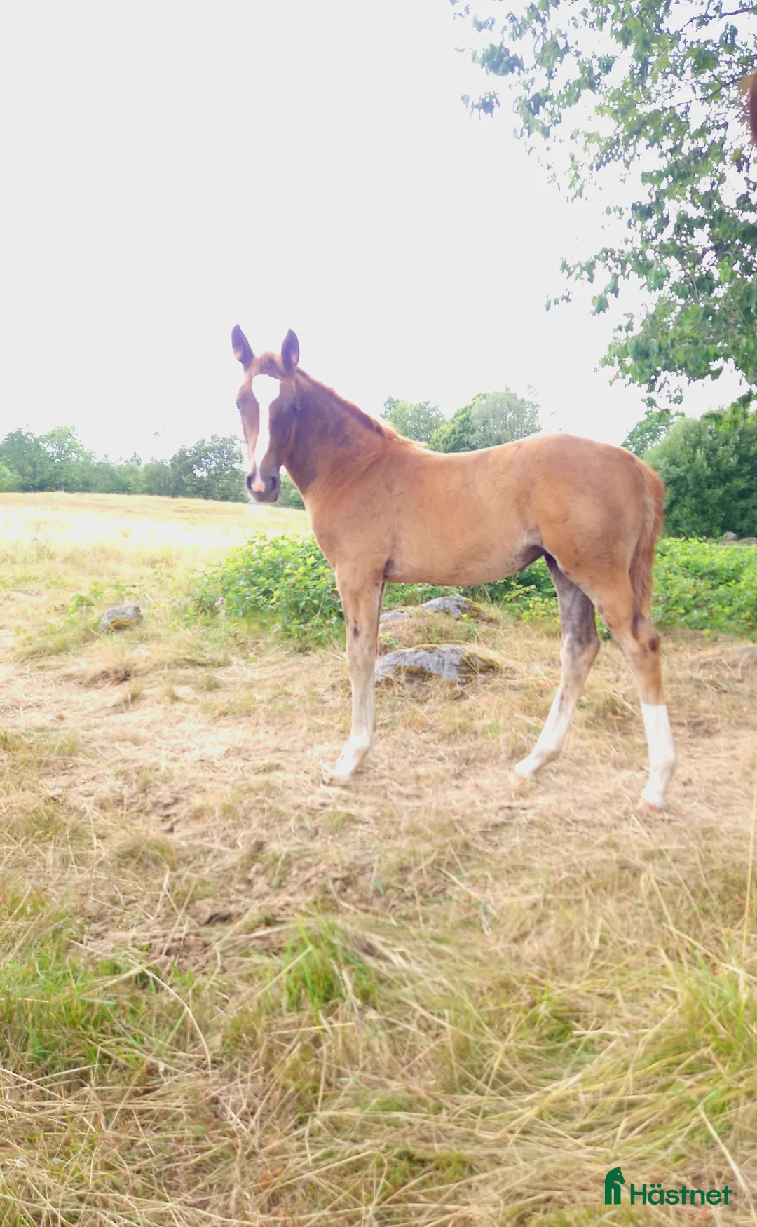 Hoppning hästar till salu: Framtids stjärna  i Hässleholm - Annons 6
