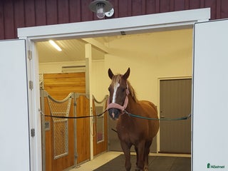 stallplats Stallplats finnes i Arkelstorp - Annons 7