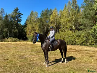 Allround hästar till salu: Härlig 5-åring i Nässjö - Annons 1