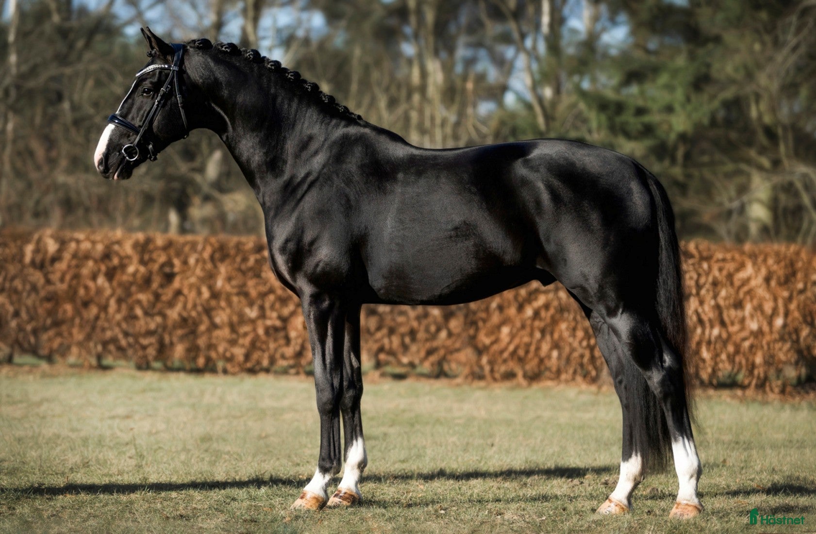  foderhäst SWB valack 3 år söker fodervärd för senare ev köp i Njurunda - Annons 3