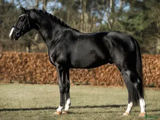 foderhäst SWB valack 3 år söker fodervärd för senare ev köp i Njurunda - Annons 3