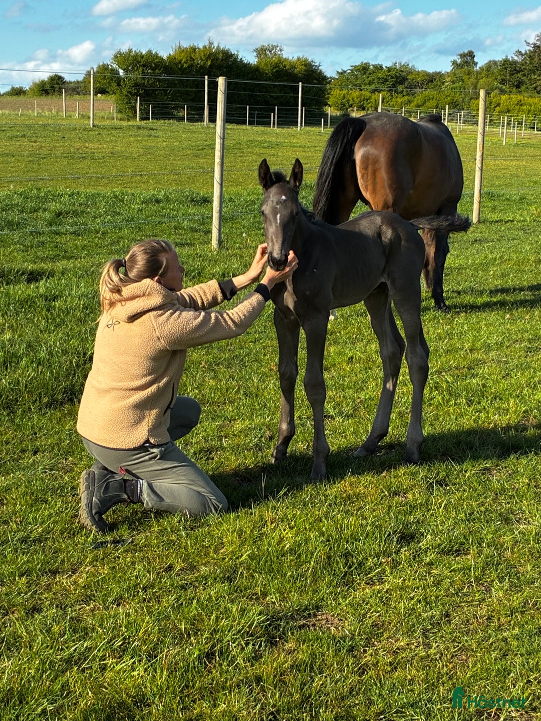 Avelshästar hästar till salu: Top avlshoppe sælges, hophest - Annons 35