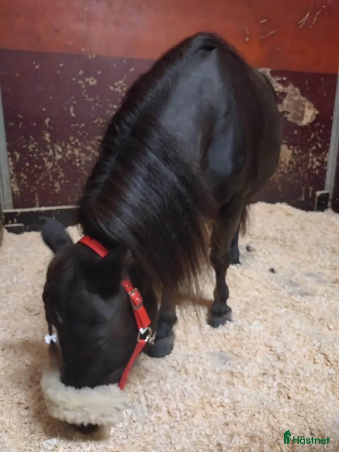 Allround hästar till salu: Sto till valfri disciplin  i Lövstabruk - Annons 5